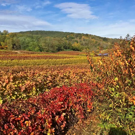 Am Weinberg By Interhome Бад-Дюркхайм